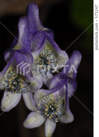 烏頭 藥草 藍花 575247