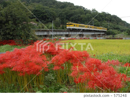 毒藥 有毒的 曼珠沙華 575248