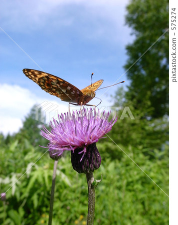 一隻抽薊花蜜的混蛋蝴蝶 575274