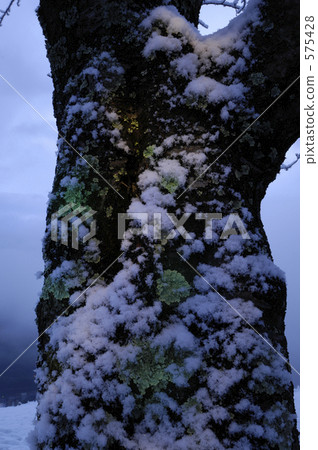 覆有霜的樹 冰霜覆蓋的樹木 櫻花 575428