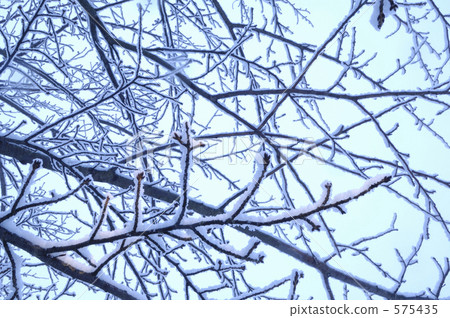 覆有霜的樹 冰霜覆蓋的樹木 分支 575435