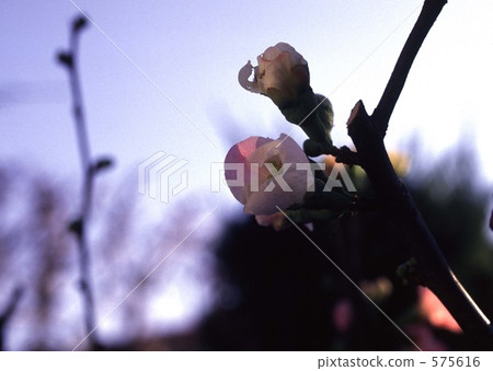 模糊的鮮花 575616