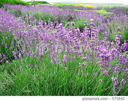 Lavender field 575842
