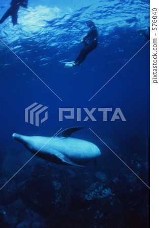 Mikurajima海豚 576040