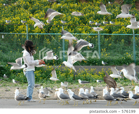 Pigeon cattle on Kabushima 576199