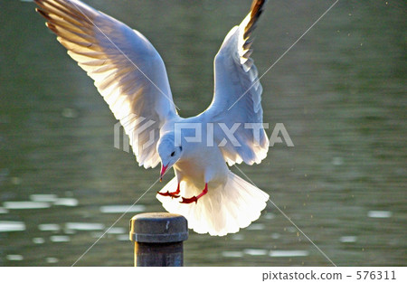 停止在堆的海鷗 576311