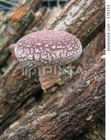 Ribbon shiitake 576354