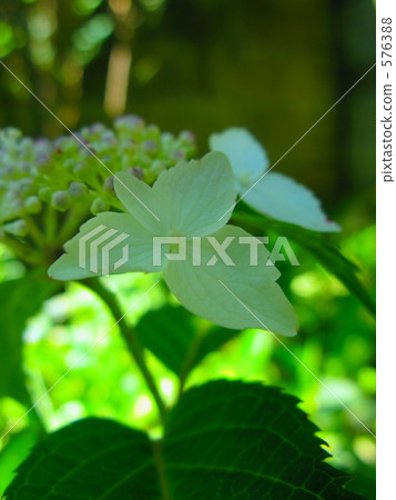Forehead of tree shade hydrangea 576388