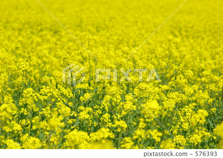 油菜田 油菜田 576393