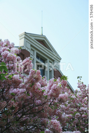 Cherry blossoms through the Mint 576486
