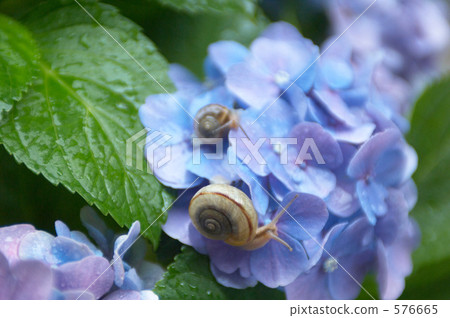 Hydrangea and snail Hydrangea and snail 576665