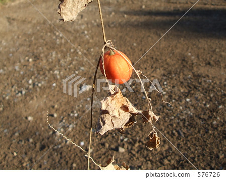 絲瓜 日本蛇瓜 576726