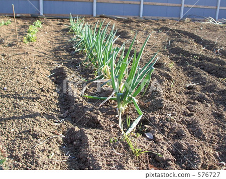 leek field, field, welsh onion 576727