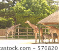 長頸鹿 動物園 576820