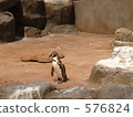 企鵝 動物園 576824