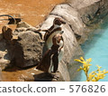 企鵝 動物園 576826