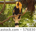 動物園 南 野生鳥類 576830