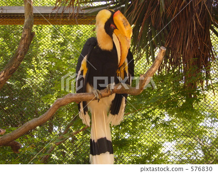 動物園 南 野生鳥類 576830
