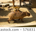 水豚 組合 動物園 576831