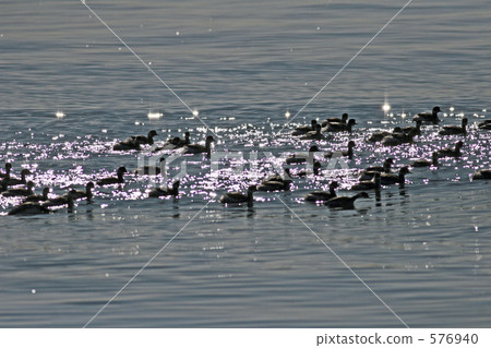 鳥兒閃閃發光 鳥兒閃閃發光 576940