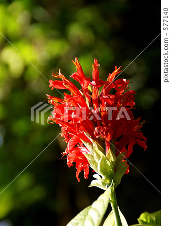 Benisango Bana Benisango Bana 577140