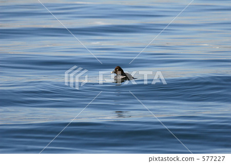 Wakamachi duck Wakamachi duck 577227