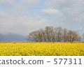 Rape blossoms in winter 577311