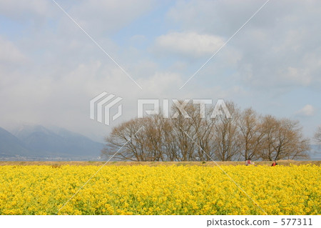 Rape blossoms in winter Rape blossoms in winter 577311