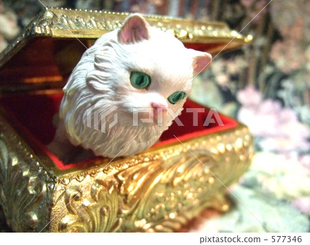 一隻貓 波斯貓 貓 577346