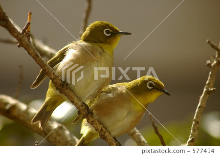 White-eye White-eye 577414