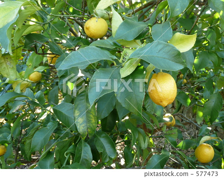 Lemon Lemon 577473