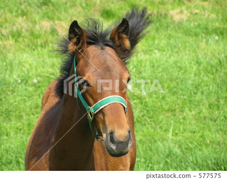 一隻小馬駒 一隻小馬駒 577575