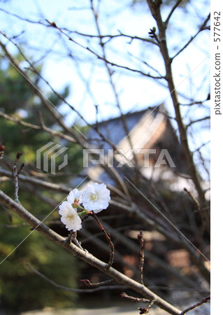 Bokage cherry · · · 577642