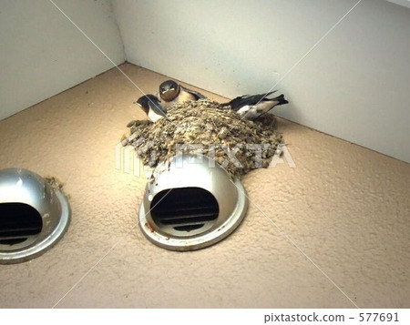 Swallow's nesting 577691