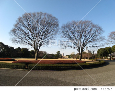 The Imperial Palace East Gardens, Honmaru Zelkova (Winter) Chiyoda-ku, Tokyo The Imperial Palace East Gardens, Honmaru Zelkova (Winter) Chiyoda-ku, Tokyo 577707