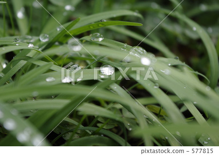花韭 水滴 圓點花紋 577815