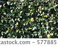 shrubbery, day, daytime 577885