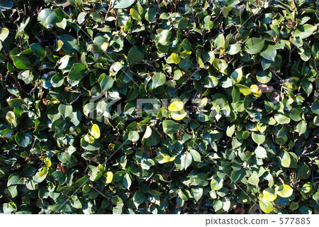 shrubbery, day, daytime 577885