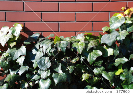 brown, browns, leaf vein 577900