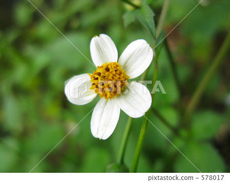 White flowers of Koshironosengangsa White flowers of Koshironosengangsa 578017