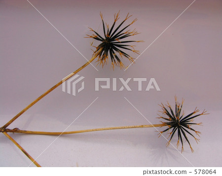 Coanderensa的種子 578064