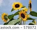 向日葵 太陽花 盛夏 578072