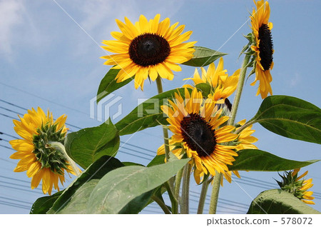 向日葵 太陽花 盛夏 578072