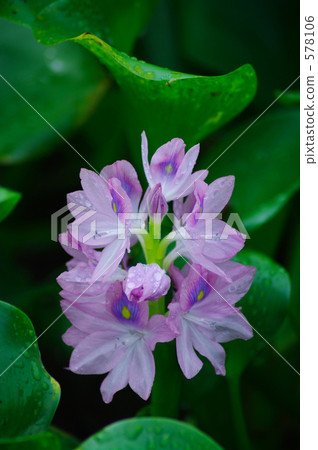 Water hyacinth flowers 578106