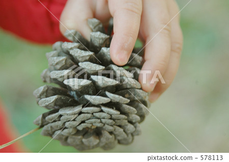pinecone, pine cone, grasp 578113