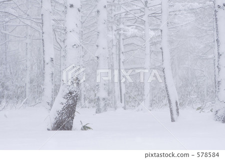 大雪的Tnow 578584