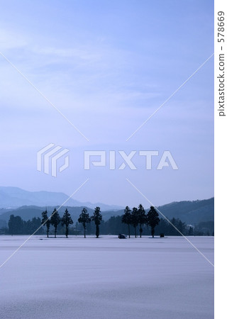 Nine cedar trees 578669