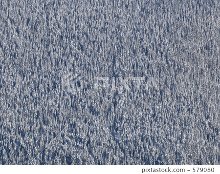 冷凍森林(黑梳山) 冷凍森林(黑梳山) 579080