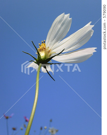 長崎和秋天天空的波斯菊 579090