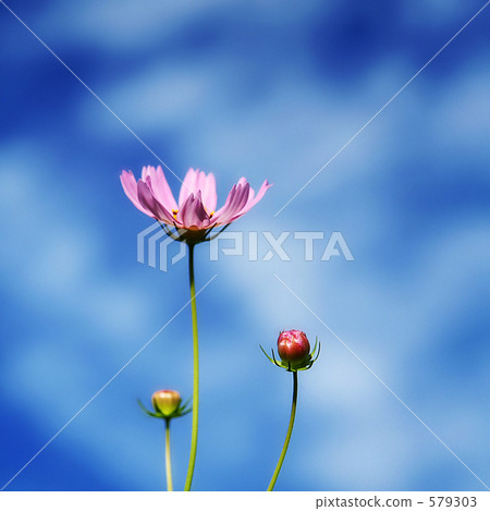 Comparison of autumn cherry background 579303
